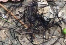 На Тайване шокированные жители сняли на видео мутанта неизвестного происхождения