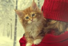 Ученые доказали, что кошки действительно снимают стресс