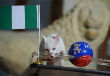 Кот Ахилл сделал неожиданный прогноз на матч Аргентина — Нигерия