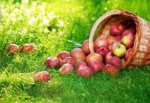 Яблочный Спас в 2018 году: что можно делать и что нельзя