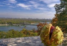 Обманчивый приход короткого тепла в начале осени называют бабьим летом