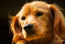 Хороший недорогой корм в удобной упаковке для собак всех пород