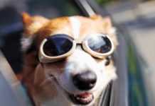 Как путешествовать правильно с домашними животными otdix_dog