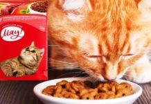 Какой сухой корм нравится кошкам корм мяу