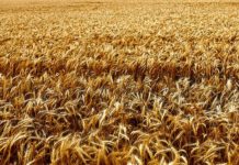 Снижение цен на нефть отразилось на стоимости пшенице рынок зерновых