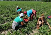 Евросоюз готовится открыть границы для части украинских гастарбайтеров. Кого впустят? наемный труд