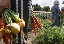 Что сажать на 6 сотках во время карантина дача