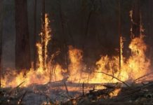 Кто и зачем поджигает леса в Чернобыле возгорание лесов