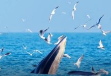 Почему киты радуются, что у людей карантин океан