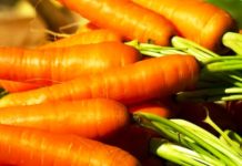 Что нужно знать о моркови: польза и вред для организма корнеплод