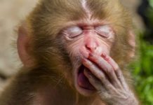 Невозможно устоять. Ученые объяснили, почему зевок заразителен обезьяна