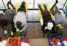 Коровы не доены, клубника не убрана: почему экономика Эстонии рушится без украинцев урожай