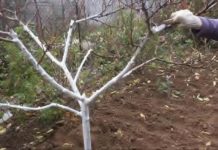 Забота о деревьях. Готовим свой сад к холодам саженцы