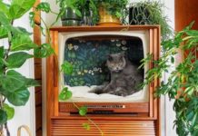 Кошачья мебель: какой дизайн любят коты дом в телевизоре