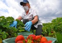 Вместо 3 тысячи евро, дают 200. Как украинцам не доплачивают в Финляндии на поле