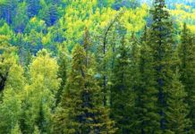 Ученые хотят создать лес нового поколения ели и сосны