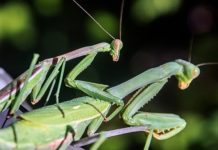 Остаться в живых: как самцы богомола приспособились выживать при спаривании пара богомолов