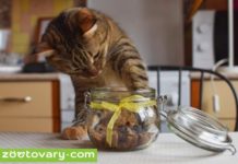 Лакомства для кошек: какой вариант выбрать корм для кота