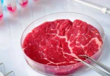 Искусственное мясо: когда на Земле наступит эра синтезированных продуктов заменитель мяса
