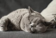 «Кошачья» бактерия лечит кожные инфекции уникальная «кошачья» бактерия