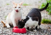 Яким має бути харчування дорослого кота кошки едят корм