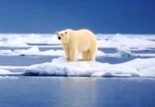 Мы столкнулись с крупнейшим исчезновением видов со времен вымирания динозавров – WWF дикий медведь в естественной среде