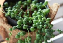 Висячие комнатные растения для дома висячие суккуленты выращенные в горшках