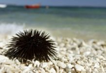 Защита от морских ежей: какая обувь лучше обувь от морского ежа