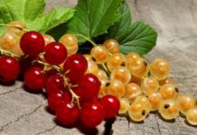 Какая смородина полезнее: красная, черная или белая? белая и красная смородина