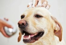 Косметика для ухода за кошками и собаками уход за собакой