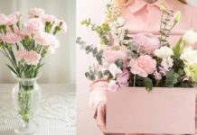 Цветы на Женский день: уместно ли дарить гвоздику розовые гвоздики