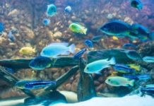 Подводный мир: как обустроить аквариум аквариумные рыбки и водоросли