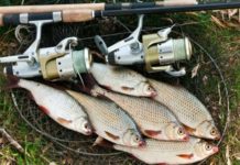 3 ценных совета по рыбалке в мае рыбалке в мае на плотву