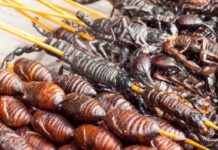 Начнем ли мы есть насекомых вместо мяса жаренные насекомые