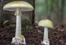 Обнаружено противоядие от токсина бледной поганки гриб бледная поганка
