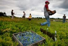 Фермеры из Мазовии: сезонных рабочих не хватает сезонные рабочие на поле
