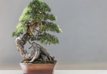 Доступная экзотика: как ухаживать за деревом бонсай вечнозеленое дерево бонсай
